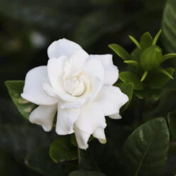 Gardenia 'Veitchii' Shrub -Garden Plant Store Veitchii Gardenia 2 FGT