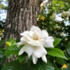 Gardenia 'Veitchii' Shrub 1 Gardenia 'Veitchii' Shrub -Garden Plant Store Veitchii Gardenia FGT 600x600 682342a2 f824 4657 b803 57a8bc017673