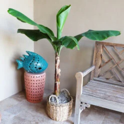 Veranda Banana Tree 10 Veranda Banana Tree -Garden Plant Store Veranda Banana 3