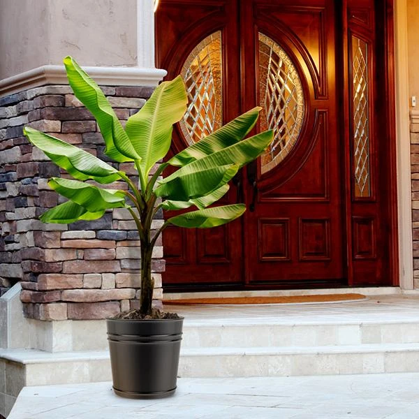 Veranda Banana Tree 3 Veranda Banana Tree