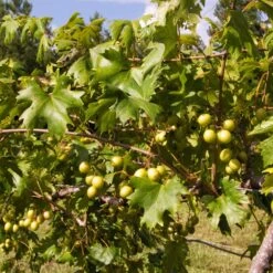 Wine Lover's Kit -Garden Plant Store WIne Lovers Kit 2