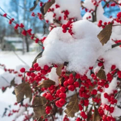 Winter Red Winterberry Holly Shrub -Garden Plant Store WInter Red winterberry 3