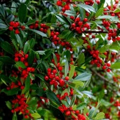 Winter Red Winterberry Holly Shrub -Garden Plant Store WInter Red winterberry 6