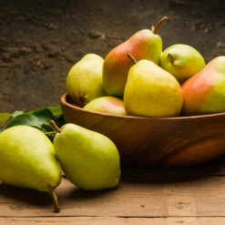 Warren Pear Tree 9 Warren Pear Tree -Garden Plant Store Warren Pear Tree 1