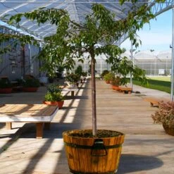 Weeping Extraordinaire™ Cherry Tree 11 Weeping Extraordinaire™ Cherry Tree -Garden Plant Store Weeping Extraordinaire Cherry 1