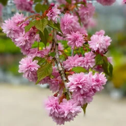Weeping Extraordinaire™ Cherry Tree 12 Weeping Extraordinaire™ Cherry Tree -Garden Plant Store Weeping Extraordinaire Cherry 2