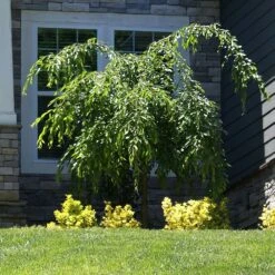 Weeping Extraordinaire™ Cherry Tree 10 Weeping Extraordinaire™ Cherry Tree -Garden Plant Store Weeping Extraordinaire Cherry 4
