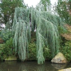 Weeping Blue Atlas Cedar Tree 9 Weeping Blue Atlas Cedar Tree -Garden Plant Store Weeping Blue atlas Cedar 1