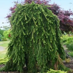 Weeping Norway Spruce Tree -Garden Plant Store Weeping Norway SPruce 2