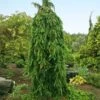 Weeping Norway Spruce Tree 2 Weeping Norway Spruce Tree -Garden Plant Store Weeping Norway SPruce FGT 600x600 d111cbd0 5666 4827 8dfd af7284e7506e