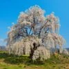 Weeping Yoshino Cherry Tree 1 Weeping Yoshino Cherry Tree -Garden Plant Store Weeping Yoshino Cherry 600x600 a651f7d0 537b 4dfb 8619 ebabb2d54c44