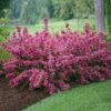 Sonic Bloom® Weigela Shrub 2 Sonic Bloom® Weigela Shrub -Garden Plant Store Weigela Sonic Bloom Pink FGT 600x600 b76c560e 7c40 440b 8368 37b9949f794e