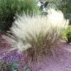 White Cloud Muhly Grass -Garden Plant Store White Cloud Muhly Grass FGT 600x600 d8a1f48b 237f 4352 8030 fb79a8192b80