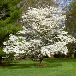 White Dogwood 14 White Dogwood -Garden Plant Store White Dogwood 7 FGT