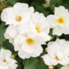 White Knock Out® Rose 1 White Knock Out® Rose -Garden Plant Store White Knockout Rose FGT 600x600 fc28c2f4 7035 4827 9469 63a39fd1b55c