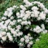 White Rhododendron -Garden Plant Store White Rhododendron FGT 600x600 2e6f5762 d561 4abf be22 376d963cbe0f