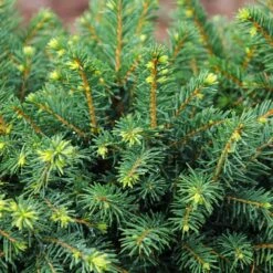 White Spruce Tree 9 White Spruce Tree -Garden Plant Store White Spruce Tree 3 FGT