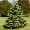 White Spruce Tree -Garden Plant Store White Spruce Tree FGT 600x600 3b8f2baa 581d 4a29 9f38 25d68bbf5905