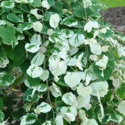 Whitewater Redbud Tree 8 Whitewater Redbud Tree -Garden Plant Store Whitewater Redbud 2