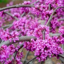 Whitewater Redbud Tree 9 Whitewater Redbud Tree -Garden Plant Store Whitewater Redbud 3