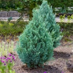 Juniper 'Wichita Blue' Tree 10 Juniper 'Wichita Blue' Tree -Garden Plant Store Wichita Blue Juniper 4