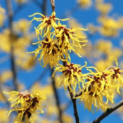 Common Witch Hazel Shrub 11 Common Witch Hazel Shrub -Garden Plant Store Witch Hazel 1
