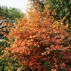 Common Witch Hazel Shrub 12 Common Witch Hazel Shrub -Garden Plant Store Witch Hazel 7