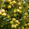 Golden Delicious Apple Tree -Garden Plant Store Yellow Delicious Apples 600x600 485fb1ff 342f 4f7f 8bfa 656de79e199b