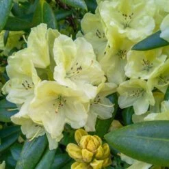 Yellow Rhododendron -Garden Plant Store Yellow Rhododendron 2 FGT