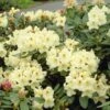 Yellow Rhododendron -Garden Plant Store Yellow Rhododendron FGT 600x600 da90324d 690b 4a8b 80bc 906a033d948e