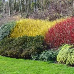 Yellow Twig Dogwood Shrub 12 Yellow Twig Dogwood Shrub -Garden Plant Store Yellow Twig Dogwood 1