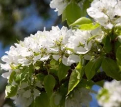 Yoinashi Asian Pear Tree 7 Yoinashi Asian Pear Tree -Garden Plant Store Yoinashi Asian Pear 1