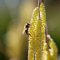 York Filbert Hazelnut 13 York Filbert Hazelnut -Garden Plant Store York Hazelnut 2