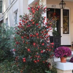 Yuletide Camellia 9 Yuletide Camellia -Garden Plant Store Yuletide Camellia 4 BB