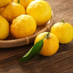 Yuzu Tree 9 Yuzu Tree -Garden Plant Store Yuzu Citrus 3 FGT