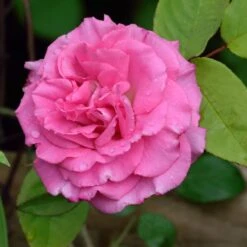 Zephirine Drouhin Climbing Rose -Garden Plant Store Zephirine Drouhin Rose 1 FGT