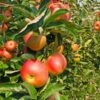 Zestar Apple Tree -Garden Plant Store Zestar Apple FGT 600x600 33124e32 4de1 4553 9173 3ff4b1b2002f