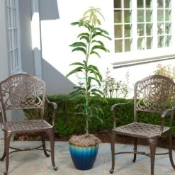 Condo Mango Tree -Garden Plant Store condo mango 1