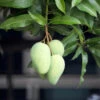 Condo Mango Tree -Garden Plant Store condo mango 600x600 78f70aab f677 45c3 b32a 604c0ee8186d