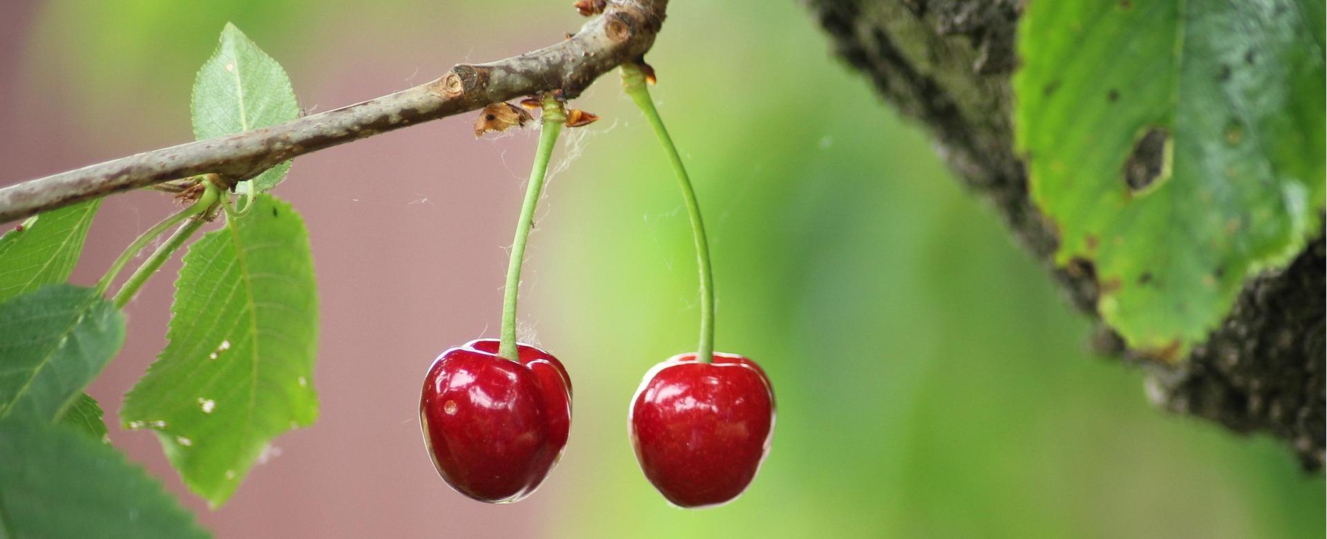 Garden Plant Store -Garden Plant Store fruit 7258274 1920