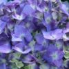 Let's Dance® Blue Jangles Hydrangea Shrub 1 Let's Dance® Blue Jangles Hydrangea Shrub -Garden Plant Store hydrangea lets dance blue jangles FGT 600x600 25bcb94d 9c22 4f28 98ac dd802bf22f52