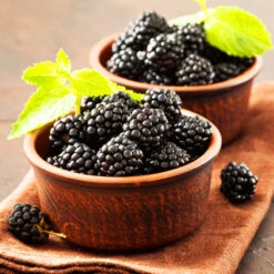 Kiowa Blackberry Bush -Garden Plant Store kiowa blackberry 3