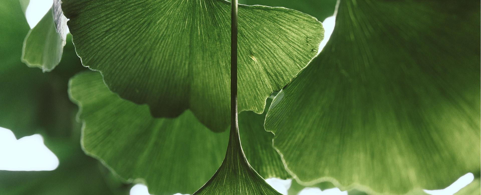 Garden Plant Store -Garden Plant Store leaves 6567141 1920