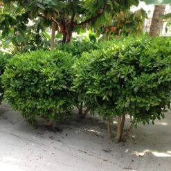 Miracle Berry Plant 11 Miracle Berry Plant -Garden Plant Store mIRACLE bERRY 6