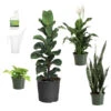 New Apartment House Plant Kit 2 New Apartment House Plant Kit -Garden Plant Store new apartment 600x600 69fe138b a539 4040 9046 311493f7657f