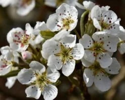 Olympic Giant Asian Pear Tree -Garden Plant Store olympic pear 450 1