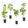 Citrus Tree Variety Kit 1 Citrus Tree Variety Kit -Garden Plant Store pkg 1 Mey Persian Lime Calomon Navel 1 2 1QT 600x600 508a9d8f 9614 4768 bd25 466123650312