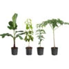 Smoothie Kit 1 Smoothie Kit -Garden Plant Store smoothie kit 600x600 82e2bc14 252b 4b01 ba89 0540d7ba073b