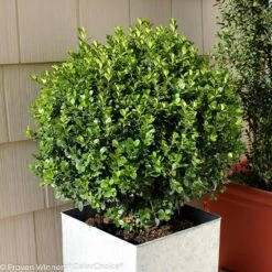 Sprinter® Boxwood Shrub -Garden Plant Store sprinter boxwood 2 FGT