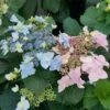 Tuff Stuff Ah-Ha® Hydrangea Shrub -Garden Plant Store tuff stuff ah ha hydrangea FGT 600x600 390b118f f30b 4b65 9713 c5642e03702f